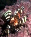 Fumanchu Lionfish