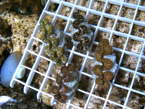Ultra Gold Maxima Clam (2-3")