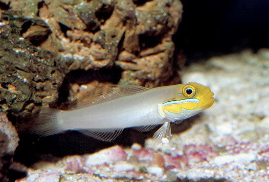 Yellowheaded Sleeper Goby (3")