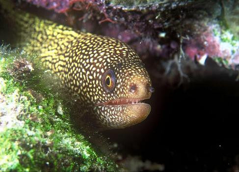 Goldentail Moray Eel-XL(18"+)