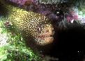 Goldentail Moray Eel-XL(18"+)