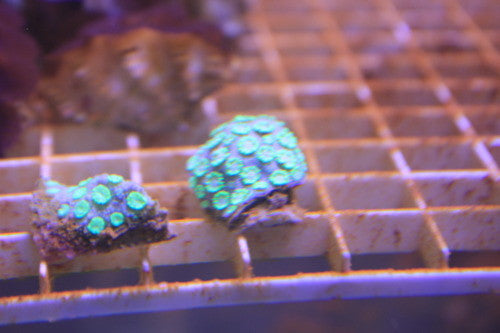 Flower Pot (Goniopora) Coral, Metallic Green, 1" Frag