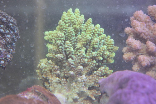 Green Acropora Tenuis-XL Colony
