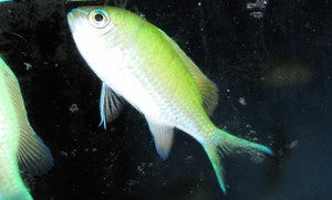 Green Chromis-group of 10