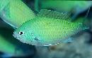 Green Chromis-group of 10