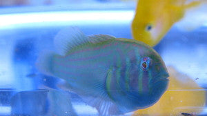Green Clown Goby
