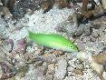 Green Coris Wrasse