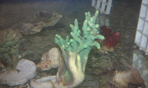 True Green Nepthia Coral Frag (