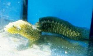 Green Wolf Eel (12")