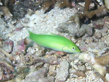Auction Green Coris Wrasse