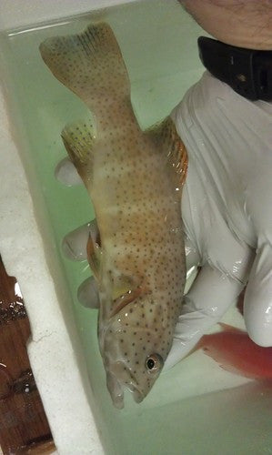 Leopard Grouper-8"