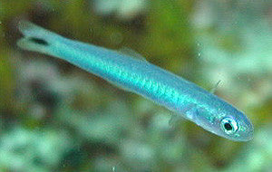 Blue Gudgeon Dartfish (Ptereleotris heteroptera)