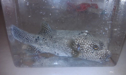 Guinea Fowl Puffer, Kenya (6")