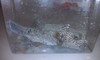 Guinea Fowl Puffer, Kenya (6")