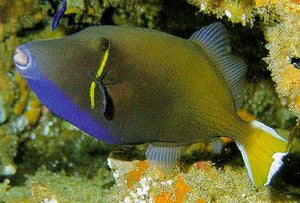 Half Moon Triggerfish (4") | Sufflamen chrysopterus