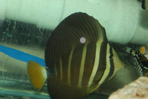 Hawaiian Sailfin Tang-(6")