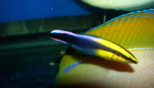 Hawaiian Cleaner Wrasse