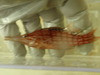 Hawaiian Longnose Hawkfish-4"
