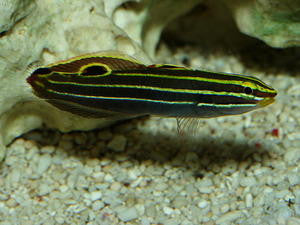 Hector's Goby