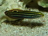 Hector's Goby