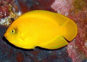 Yellow Pygmy (Heraldi) Angel