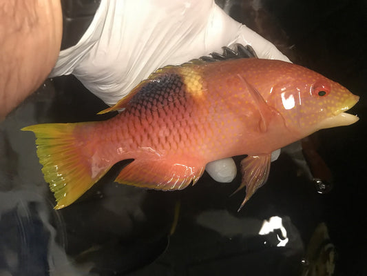 Gold Spot Hogfish | bodianus perditio (8")