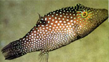 Honeycomb Puffer