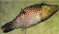 Honeycomb Puffer