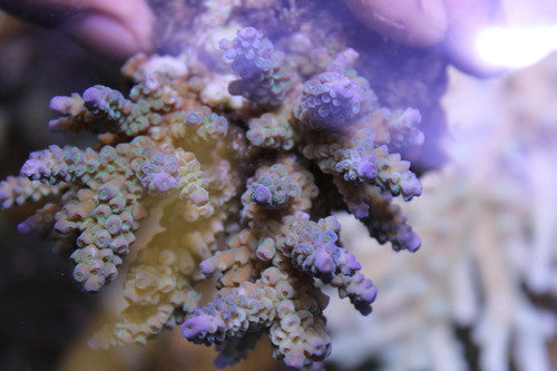 Acropora Hyacinthus-2" Frag