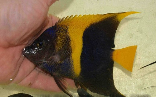 Asfur Angel (Red Sea) 4-5" Hybrid/Aberrant