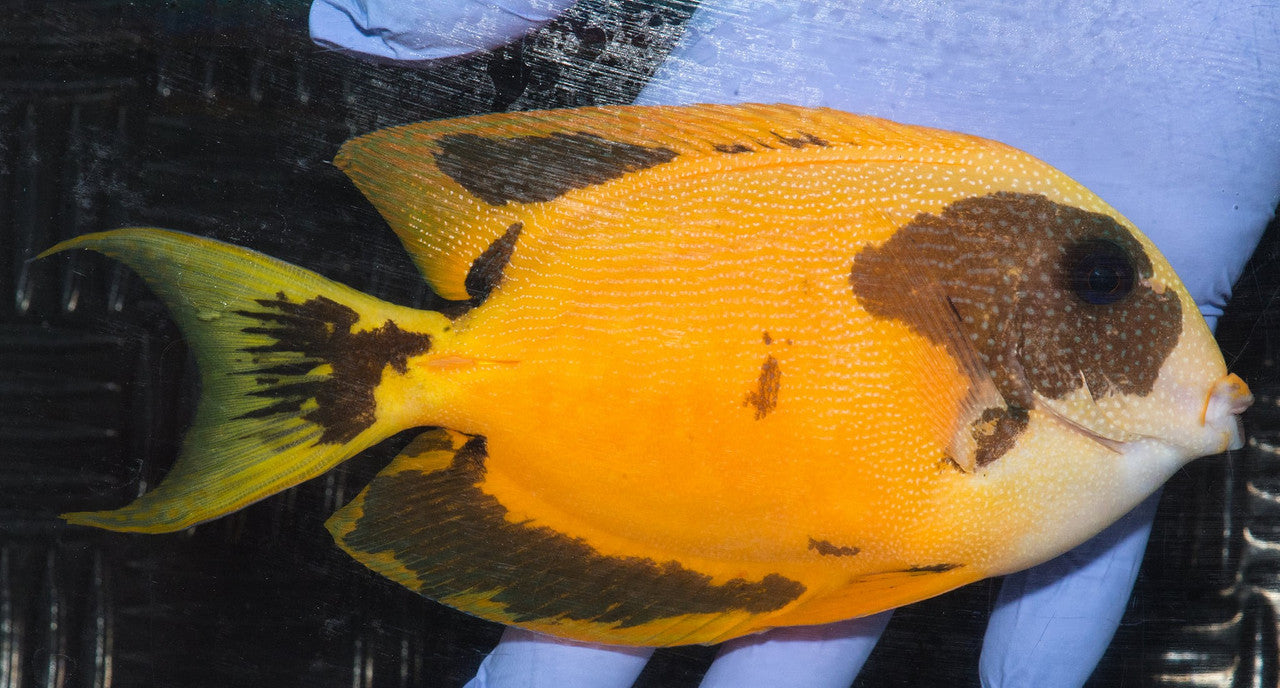 Hybrid Spotted Bristeltooth Tang (5-6")