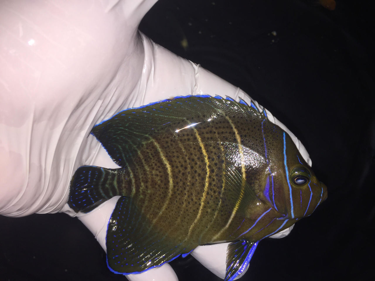 Hybrid Angel (Koran/Maculosus) 4"