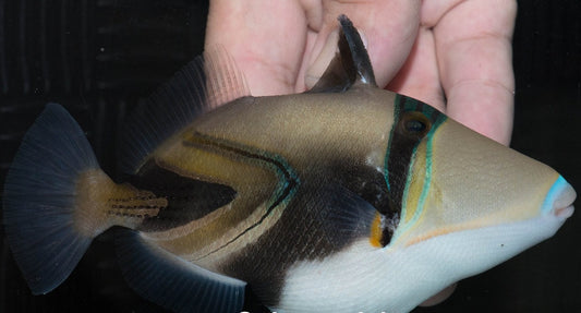Hybrid Trigger | Rhinecanthus Aculeatus/Rectangulus