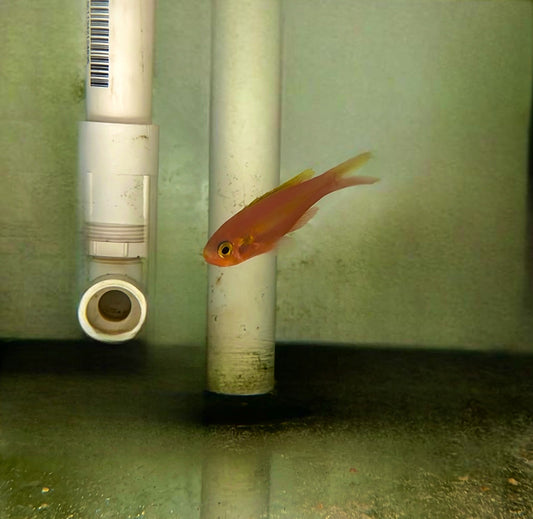 Yellowstripe slopefish | Symphysanodon katayamai