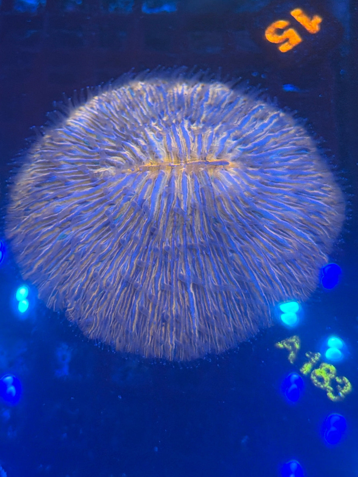 Splatter Plate Coral (A183)