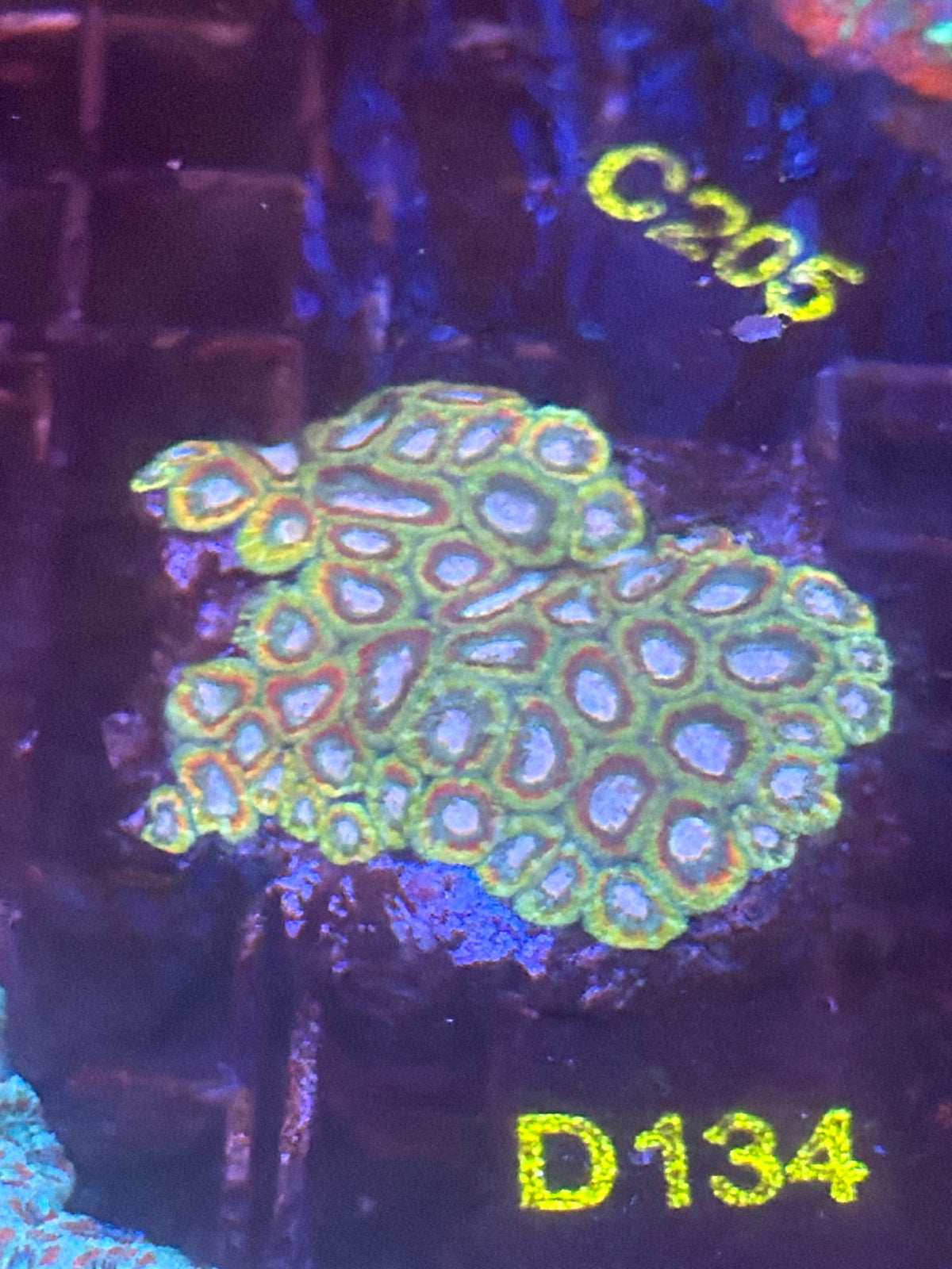 Micromussa (Yellow and Blue)(D134)