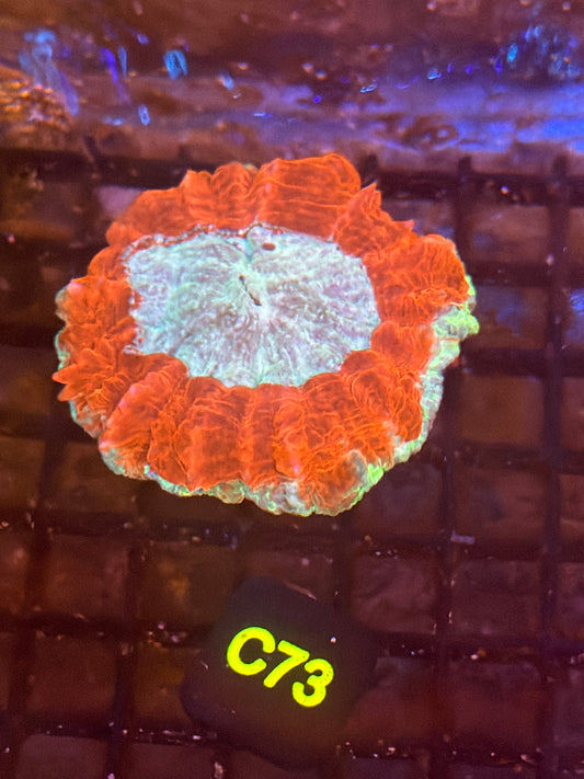 Red and Teal Acantho (C73)