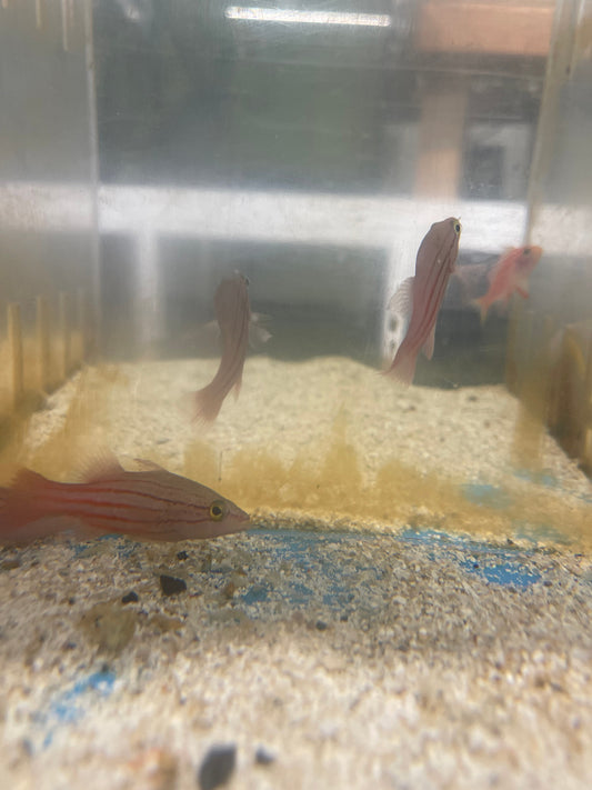 LIned Basslet ( Liopropoma lineatus)