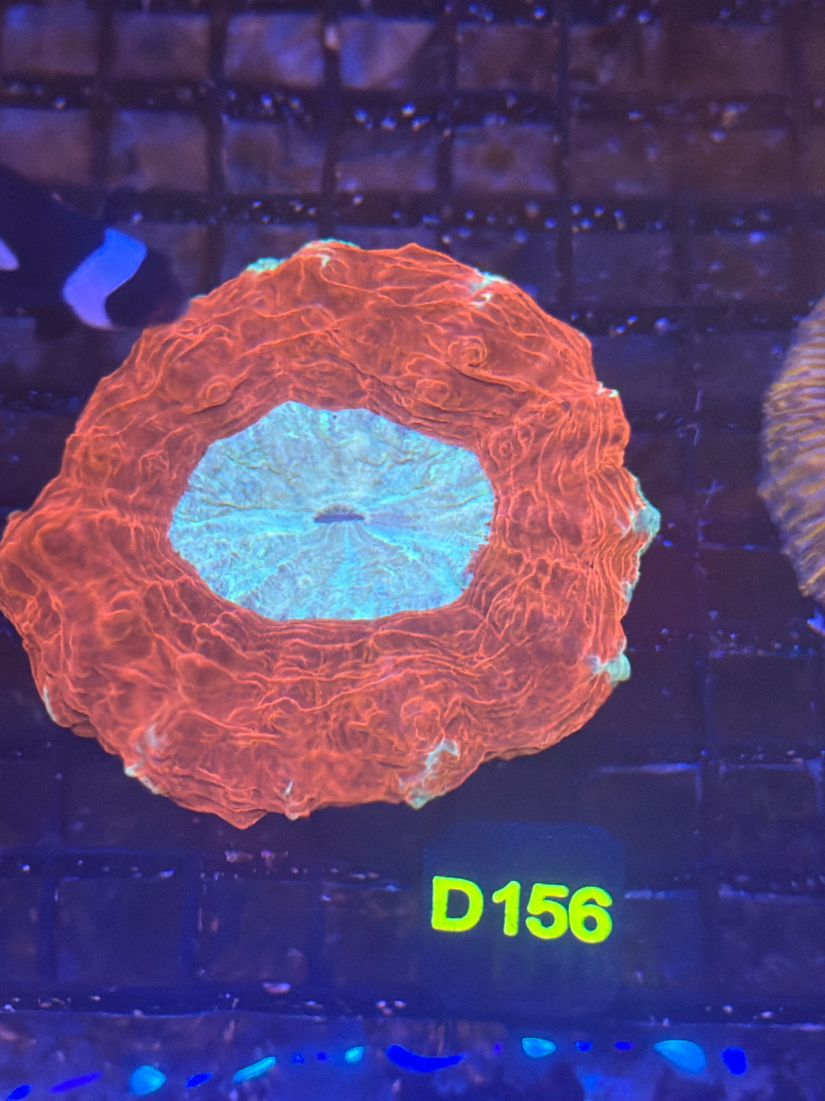 Red and Green Acantho (D156)