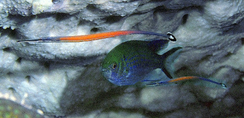 Janssi Pipefish