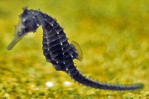 Kellogi Seahorses (tank raised)