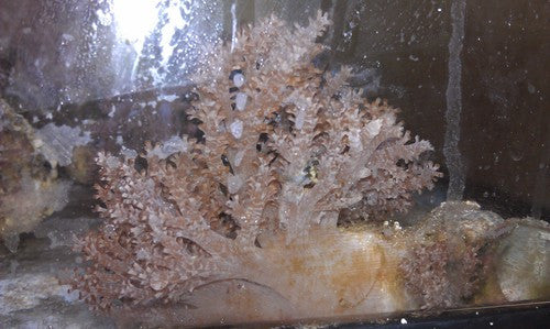 Kenya Tree Coral