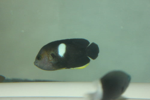 Keyhole Angelfish