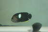 Keyhole Angelfish