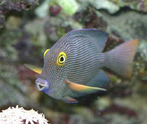 Kole Tang (Hawaii)