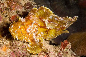 Hawaiian Yellow Leaf Scorpionfish