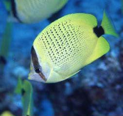 Hawaiian Lemon Butterfly