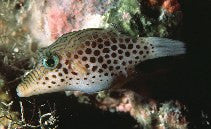 Leopard Sharpnose Puffer