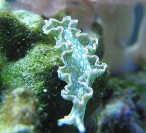 Lettuce Nudibranch