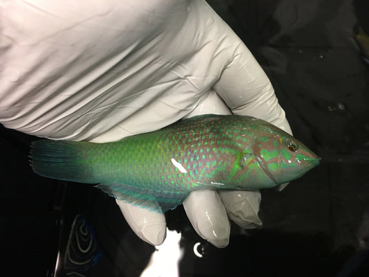Lime Green Wrasse (Halichoeres chloropterus)